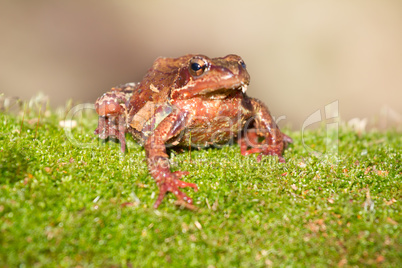 brown frog