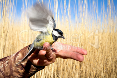 bright titmouse