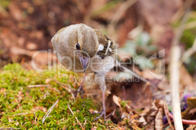 chaffinch