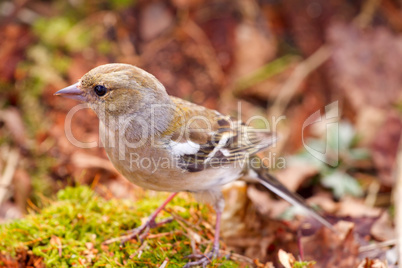 chaffinch