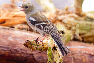 chaffinch