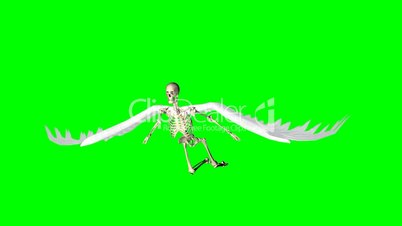flying skeleton with moving wings - green screen