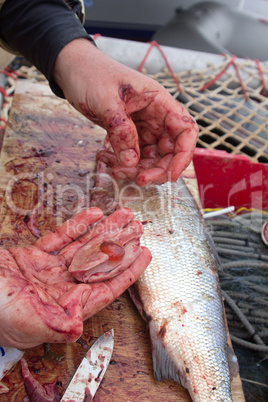 cutting fish