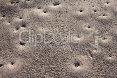 sand ants