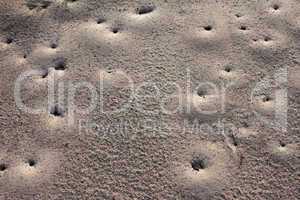 sand ants