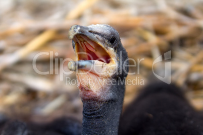 chick of a cormorant