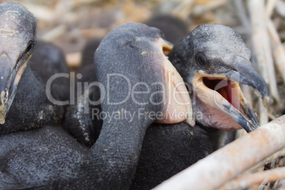 chick of a cormorant