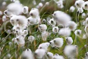 fluffy flowers