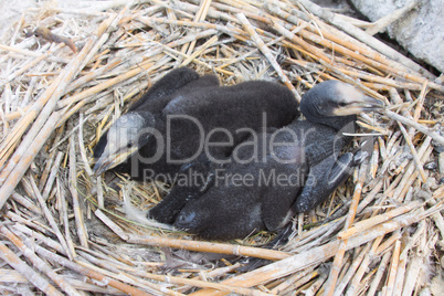 chick of a cormorant