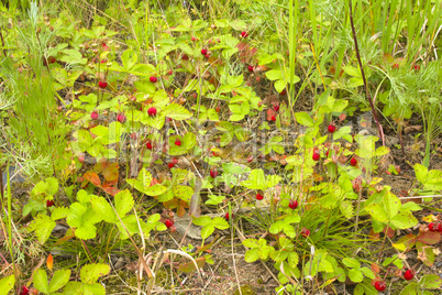 wild strawberry thickets