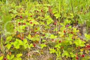 wild strawberry thickets