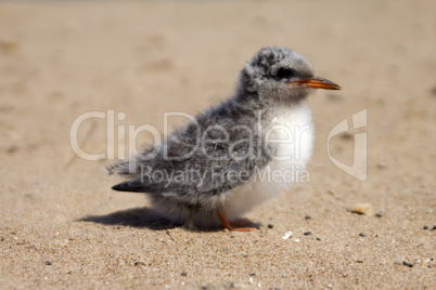 pretty baby bird