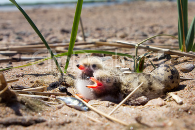 pretty baby bird