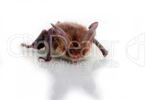 long-eared bat isolated on white