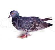 pigeon on a white background
