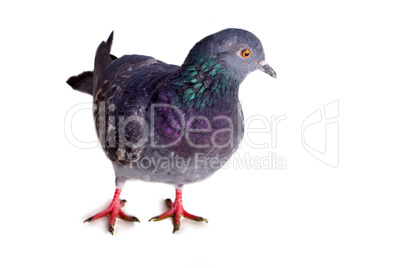 pigeon on a white background