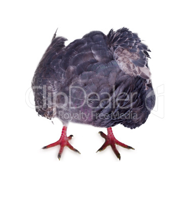 pigeon on a white background