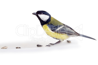 titmouse bird isolated on white