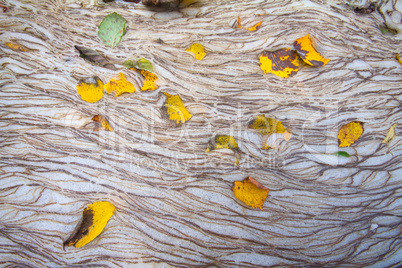 autumn leaves on foam