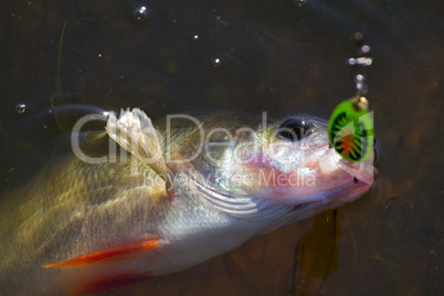 perch caught on spinning