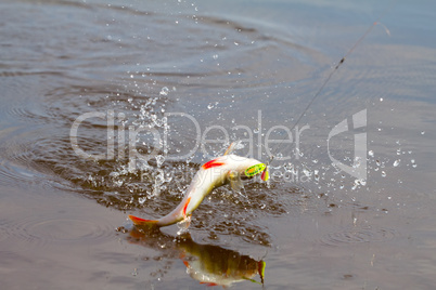 perch fishing