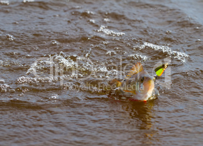 perch fishing