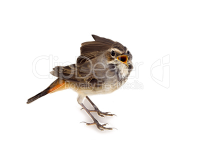 blue-throated robin bird isolated