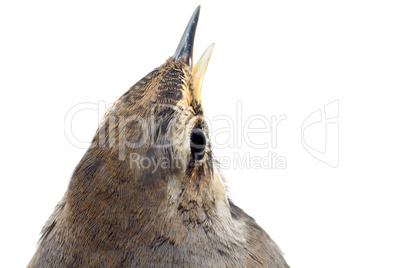 blue-throated robin bird isolated