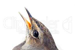 blue-throated robin bird isolated