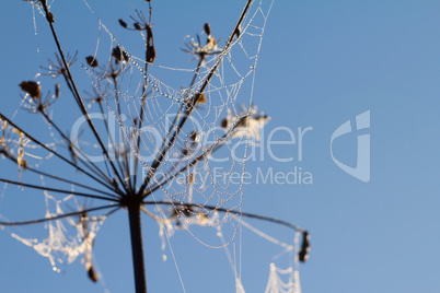 dew on spider web