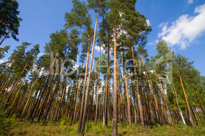 pine wood and cloud