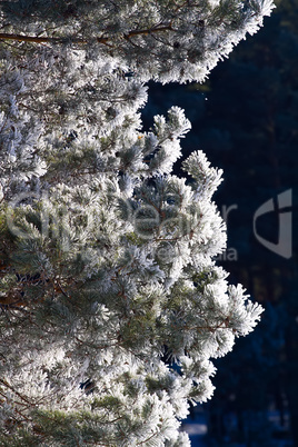 winter, fir-tree in  frost