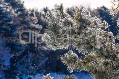 winter, fir-tree in  frost