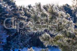 winter, fir-tree in  frost