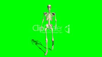 skeleton walks - green screen