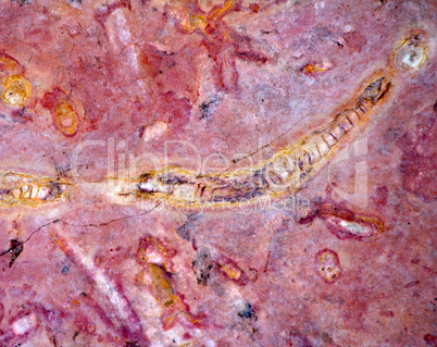 invertebrate fossils