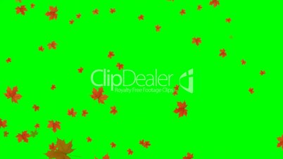 maple leaves falling - green screen