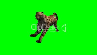 Cheetah runs - green screen