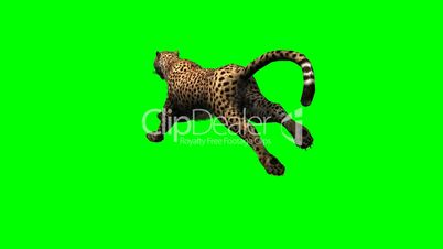 Cheetah runs - green screen