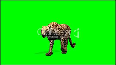 Cheetah walks - green screen