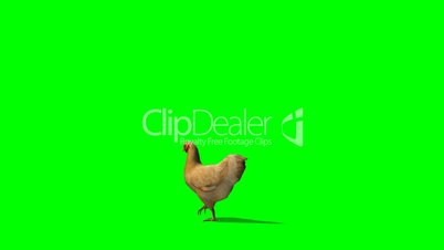 brown chicken walks - green screen