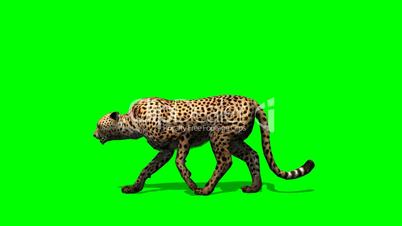 Cheetah walks - green screen