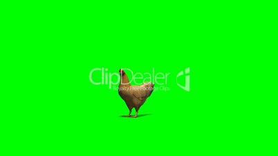 brown chicken in motion - green screen