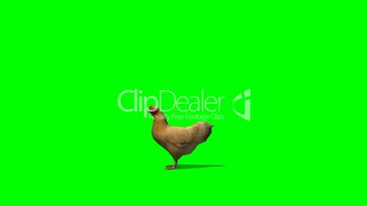 brown chicken in motion - green screen