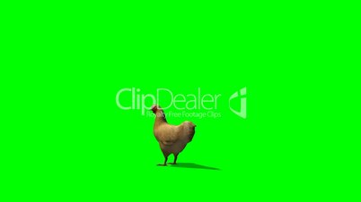 brown chicken in motion - green screen