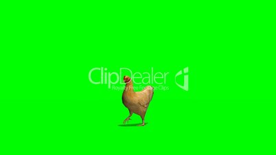 brown chicken walks - green screen