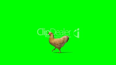 brown chicken walks - green screen