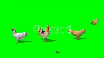 chicken with rooster and a sparrow in motion - green screen