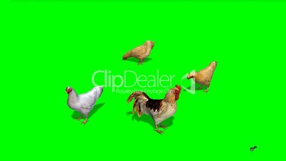 chicken with rooster and a sparrow in motion - green screen