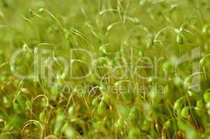 sporophytes
